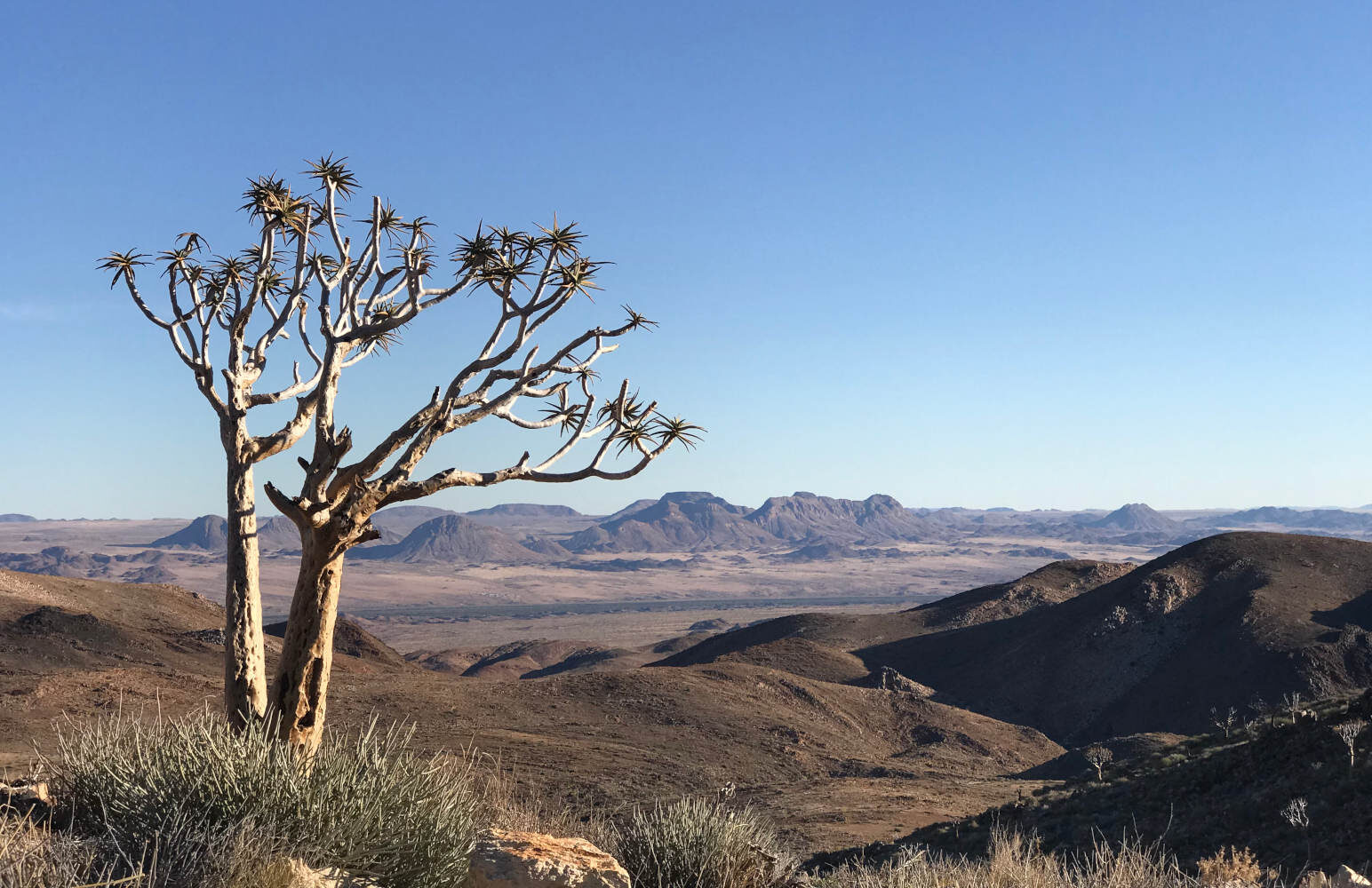 Arcadia Minerals hero image - tree over landscape